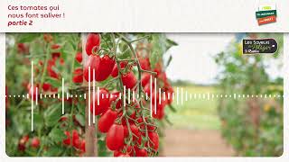 Episode 2  Ces tomates qui nous font saliver  🍅 [upl. by Rusty]