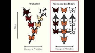 GRADUALISM vs PUNCTUATED EQUILIBRIUM EVOLUTION BY N S LIFE SCIENCES G 12 ThunderEduc M SAIDI [upl. by Airlee289]