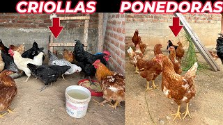 Por esta razón debes criar gallinas criollas y NO ponedoras [upl. by Elias208]