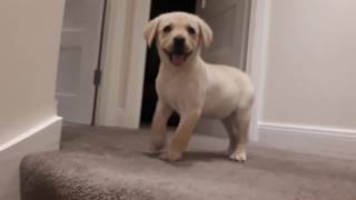 Labrador Puppy Barking [upl. by Stormy839]