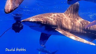 The Oceanic White Sharks off Cat Island Bahamas in Deep Mid Atlantic Ocean [upl. by Aggy]