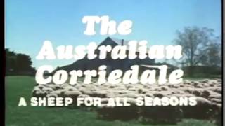 Australian Corriedale A Sheep For All Seasons 1980 [upl. by Vey171]