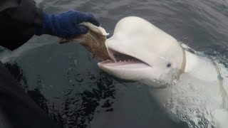 Beluga whale suspected of being Russian spy found dead [upl. by Ellienad]