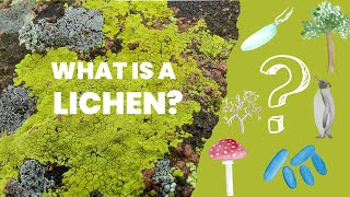 What are lichens  Introduction to lichens and their place among living organisms [upl. by Nerta]