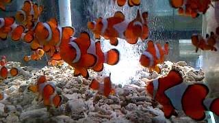 indian ocean true percula CLOWNFISH from seaworldcentre [upl. by Lotus]