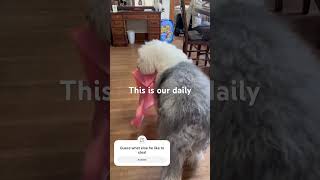 Old English sheepdog loves to play [upl. by Lynus]