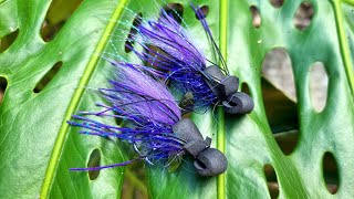 Gurgler Fly Pattern  Bug style [upl. by Cacilia]