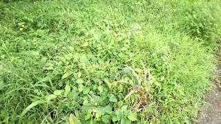 Paraquat Herbicide Weedicide Demonstration [upl. by Hinckley]