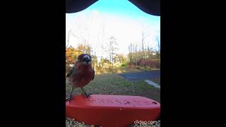 House Finch Does About  Face Bird Buddy [upl. by Guinn637]