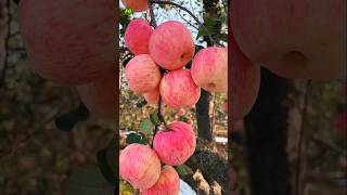 Fresh and Yummy Apple Farming  garden nature fruit apple shorts [upl. by Deerdre]