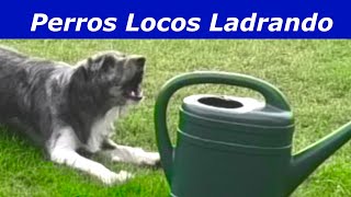 Perros Locos Ladrando Perros ladrando muy fuerte [upl. by Wilber]