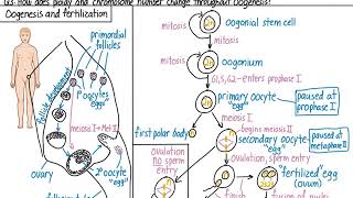 Oogenesis and Fertilization [upl. by Zzabahs]