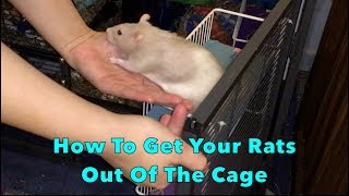 How To Get Your Rats Out Of The Cage [upl. by Welles]