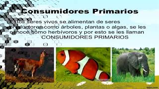 PRODUCTORES CONSUMIDORES Y DESCOMPONEDORES [upl. by Nyvets512]