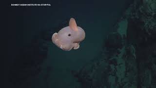 More Than 100 New Species Found on Underwater Mountains in South Pacific Researchers Say [upl. by Siroval186]