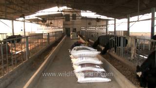 Organic cows at a dairy farm in Punjab [upl. by Airdnas406]