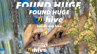 SUPRISE 👀 BEE 🐝 HIVE in oak tree 🌳 [upl. by Bandler]