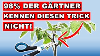 TOMATEN ANZUCHT und PFLEGE für MEGA ERNTE  DER EINFACHSTE WEG ohne Pflanzenlampen [upl. by Enrak362]