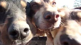 Smart Australian Working Kelpies do an amazing Job [upl. by Nauwaj]