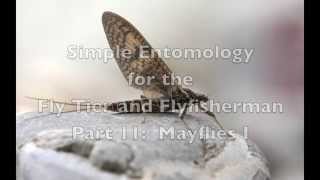 Mayflies I Simple Entomology for the Fly Tier and Fly Fisherman Part 11 [upl. by Adnawat]