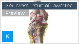 Neurovasculature of the leg and knee region preview  Human Anatomy  Kenhub [upl. by Flower617]