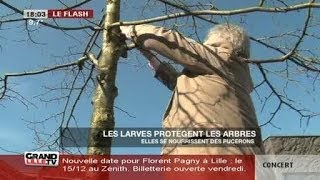 Les larves protègent les arbres Tourcoing [upl. by Etnoek]