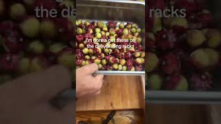 Harvesting dried hibiscus Flower Tea ColdWeather Food Foodie FoodBlogger Cook Cooking [upl. by Cown]