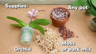 How to Repot an Orchid [upl. by Kurt]