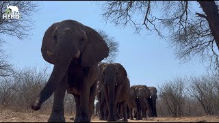 Powerful Elephant Strides and Family Swim Time 🐘 [upl. by Eissirhc]