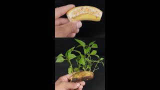 Growing Hot Chilli Seeds In A Banana How to grow chilli from seeds New TechniquesShorts [upl. by Ahsian]