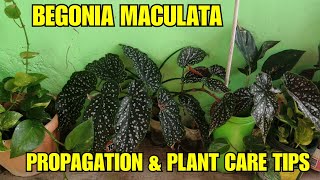 Begonia Maculata Polka Dot Begonia Propagation and Plant Care Tips [upl. by Attaynek756]