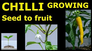 🌶 Chilli plant growing from seed to yellow fruit 3 months  time lapse 4K [upl. by Leumek]