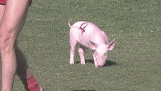 Theres a pig at full forward  1993  Mars Moments  AFL [upl. by Jemma]