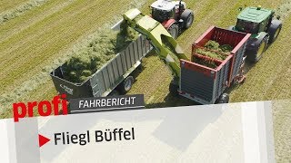 Nimmersatter Büffel Fliegl ÜberladeLadewagen  profi Fahrbericht [upl. by Wertheimer]