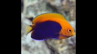 New Flameback Angelfish [upl. by Hanikehs]