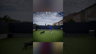 Sergio Ramoss dog football footballskills footballshorts footballedits shorts viralvideo [upl. by Adiuqal922]