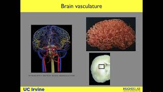 A Perfused Blood Brain Barrier on a Chip  Lecture by Dr Christopher Hughes [upl. by Anaytat]