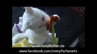 Happy Birthday Rambo Katzengeburtstag mit Romy Fischer [upl. by Ekle]