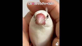 11歳老鳥チッチ尾脂腺介助💕ブンチョウ 文鳥 癒し 老鳥 [upl. by Harad]