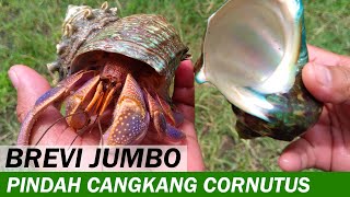 Kelomang Coenobita Brevimanus Pindah Cangkang Turbo cornutus  Aktifitas Kelomang  Crabpedia [upl. by Nylsej521]