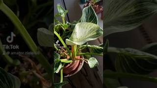 Philodendron Birkin zasięgi plants dc nature foryou plantcare flowers [upl. by Prince782]