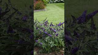 🦋 Pugster Blue® Butterfly Bush Buddleia hybrid [upl. by Lazarus]