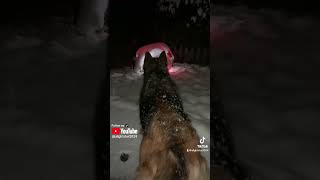 A heroic German Shepherd saves Santa proving dogs are the real Christmas MVPs [upl. by Marquet]