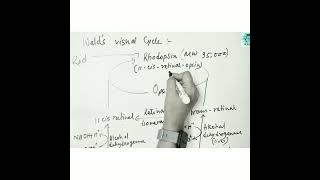 Rhodopsin cycle Walds vision cycle for full video Subscribe The Academia [upl. by Lilly]