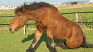 Ardenner Kaltblut 1100kg wälzt sich im Gras  Draft Horse rolling [upl. by Romelda]