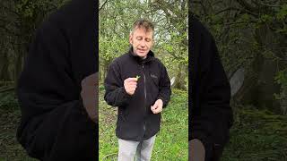 Eat hawthorn leaves nature foraging forager [upl. by Scoville]