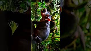 BABY PYGMY HIPPO BECOMES WORLDWIDE INTERED SENSATION 16 K SCENE [upl. by Connett]