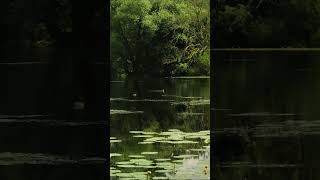 See an der alten Leine in Laatzen enten entspannung natur wasser softmusic entspannungsvideo [upl. by Sandberg]