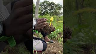 Spores அழிக்கமுடியாது✌️Leucocoprinus birnbaumii🍄நேத்து பெஞ்ச மழையில் முளைத்த காளான்✌️ kanyakumari [upl. by Tull]