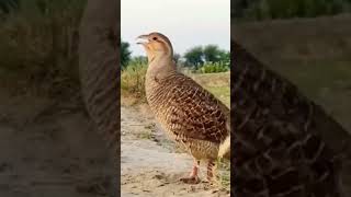 Francolin Male voiceteetarawazyoutubeshortsviralvideotrend [upl. by Dnomaj]